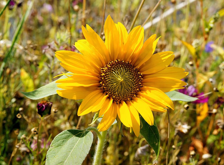 Sun Flower, Blossom, Bloom, Close, bright, colorful, helianthus annuus HD wallpaper