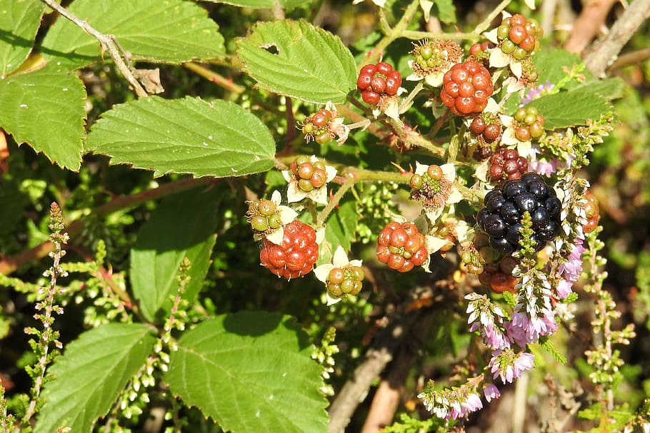 blackberries, heide, heather, forest, nature, leaf, plant part HD wallpaper