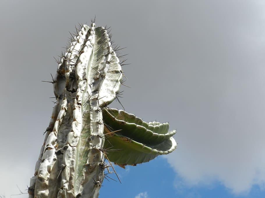 caatinga, mandacaru, desert, plant, nature, day, sky, no people HD wallpaper