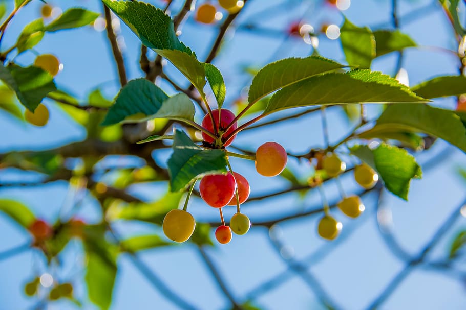 cherries, branch, cherry, red, agriculture, foliage, tree, nature HD wallpaper