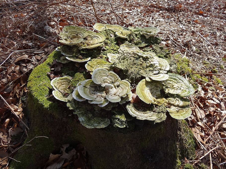 moss, mold, mushroom, nature, forest, autumn, mushrooms, tree fungus HD wallpaper