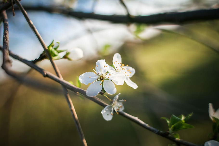 First Spring Blooms, nature, springtime, branch, tree, plant, HD wallpaper