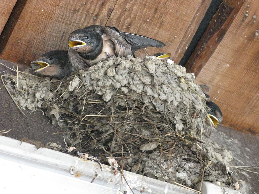 nest, bird, beak, swallow, cub, vertebrate, animal themes, animal wildlife HD wallpaper