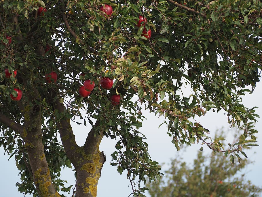 apple tree, fruit, nature, autumn, kernobstgewaechs, harvest HD wallpaper