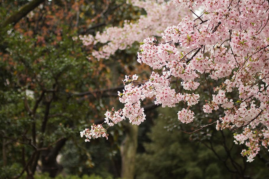 pink flowering tree closeup photography at daytime, selective focus photography of cherry blossom HD wallpaper