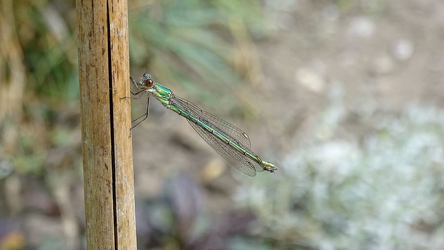 dragonfly, summer, insect, green, animal wildlife, animal themes HD wallpaper