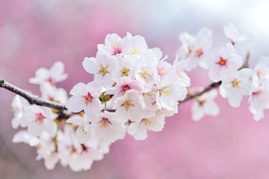 selective focus of white petaled flowers, japan, landscape HD wallpaper