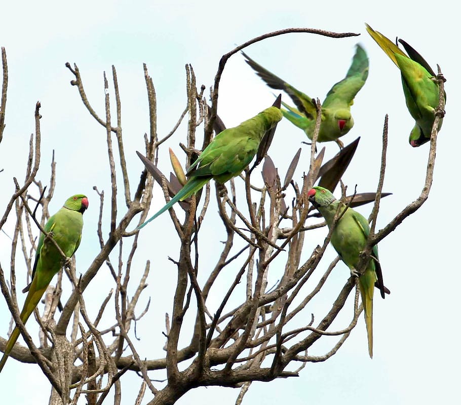 five rose-ringed parakeets on tree trunks, parrots, circle, tropical
