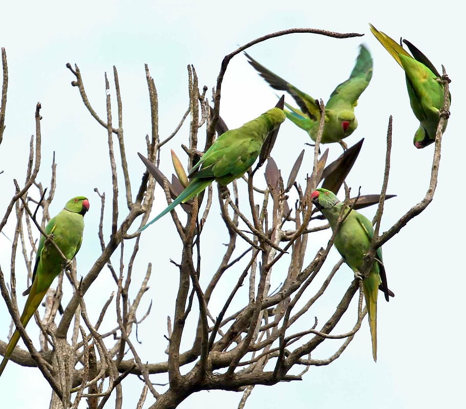five rose-ringed parakeets on tree trunks, parrots, circle HD wallpaper