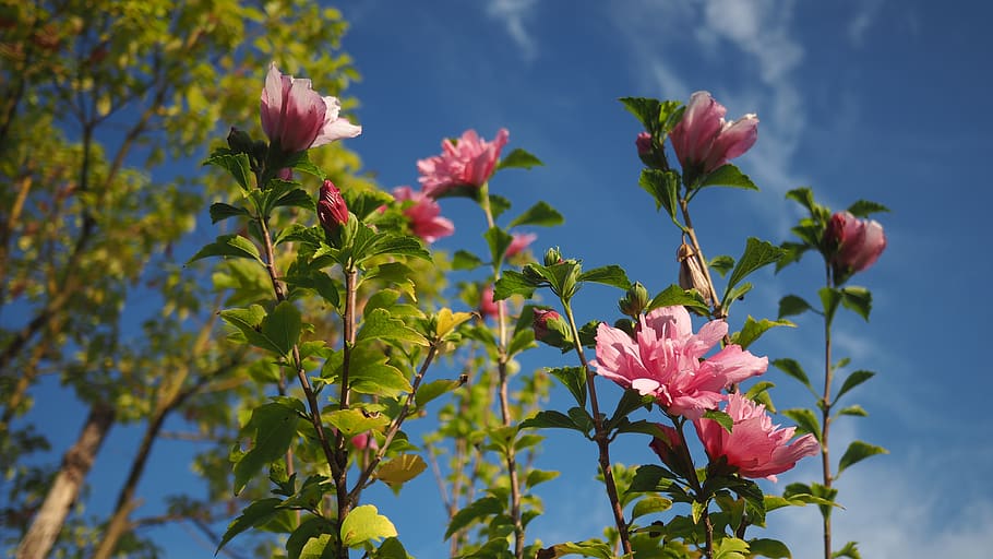 red flowers, blue sky, white cloud, plant, flowering plant HD wallpaper