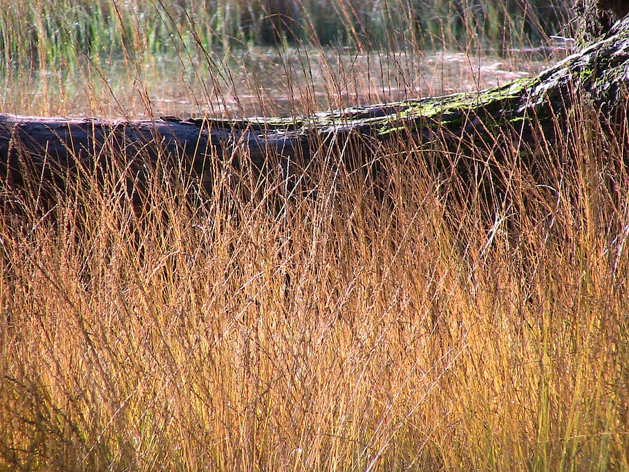nature, grasses, structures, ocher, plant, growth, no people HD wallpaper