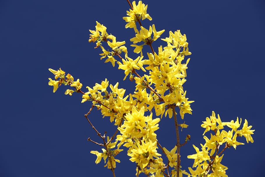 Forsythia 1080P, 2K, 4K, 5K HD wallpapers free download | Wallpaper Flare