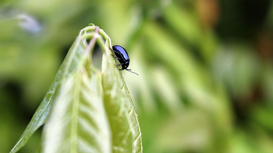 beetle, insect, black, leaf, green, nature, invertebrate, animal wildlife HD wallpaper
