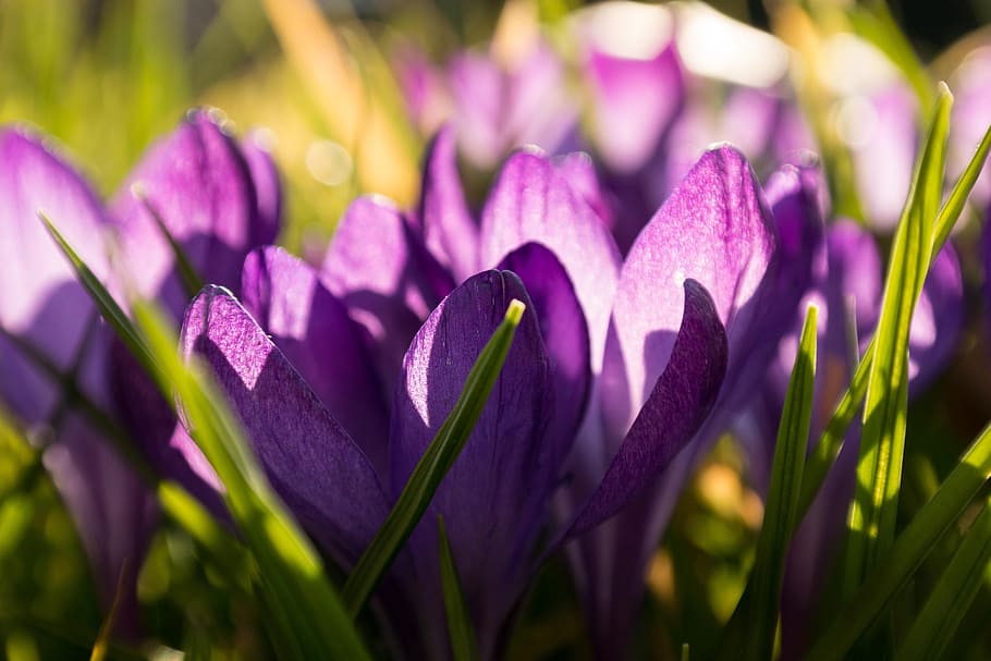 Crocus, Spring, Flowers, Purple, Violet, meadow, blossom, bloom HD wallpaper