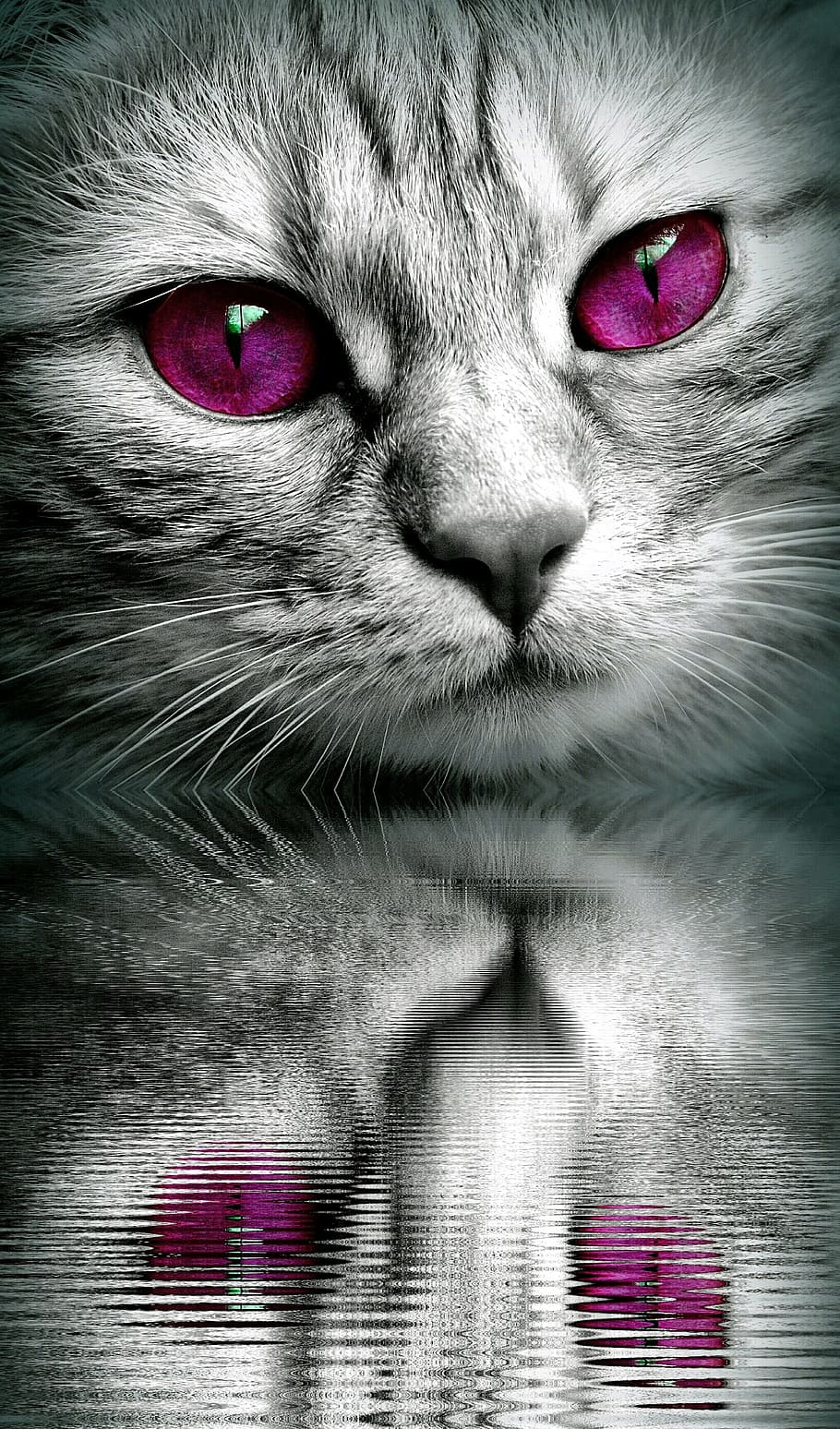 gray cat with purple eyes mirror image, face, mirroring, water HD wallpaper