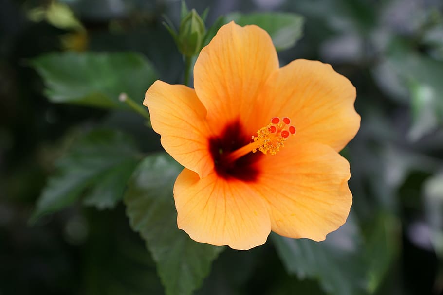 mallow, flower, blossom, bloom, nature, flowering plant, petal HD wallpaper