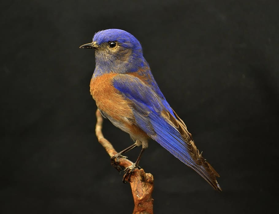 blue and brown bird on tree trunk, western, bluebird, orange