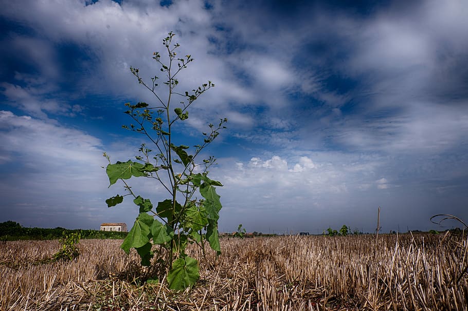 Field, Collected, Clouds, cloud - sky, agriculture, growth HD wallpaper