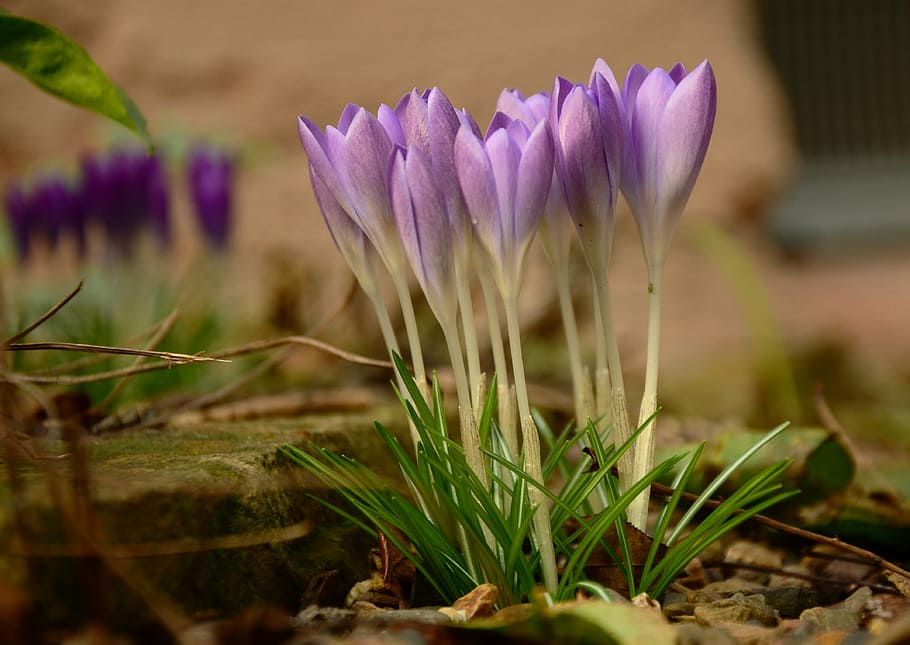 closeup photo of purple petaled flower, crocus, spring, bloom HD wallpaper
