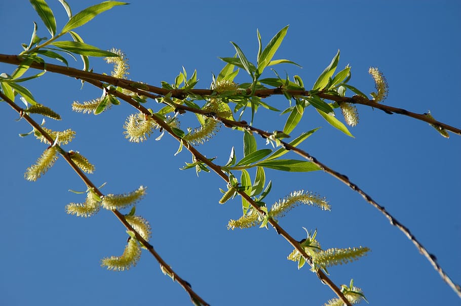 branch, tree, spring, nature, plant, sky, blue, no people, clear sky HD wallpaper