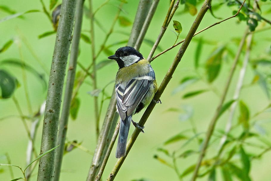 gray and green bird on tree branch, nature, tit, animal wildlife HD wallpaper
