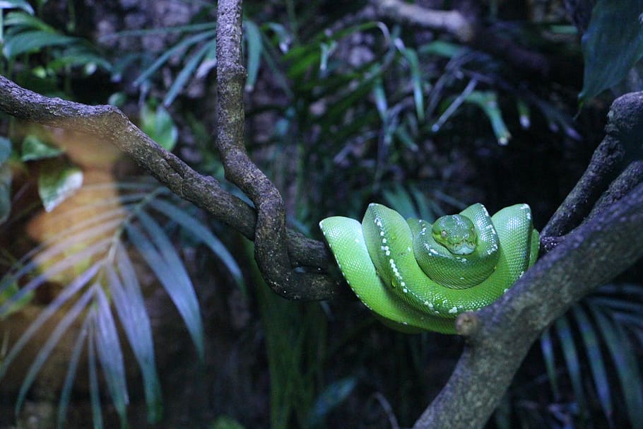 reptiles, snake, leaf, nature, plant, forest, rainforest, tree HD wallpaper