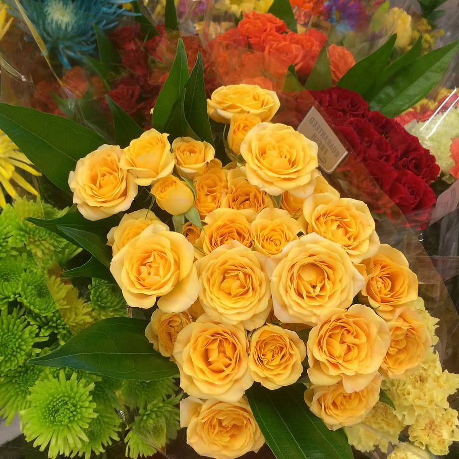 Yellow, Roses, Bloom, flower, freshness, celebration, food and drink HD wallpaper
