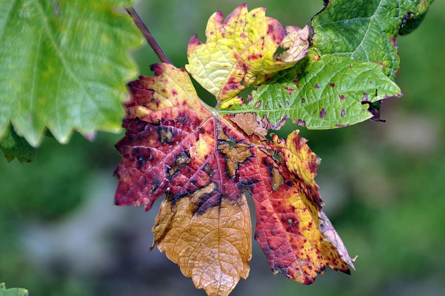 Autumn, Grape Leaves, Grapes, nature, leaf, plant, close-up HD wallpaper