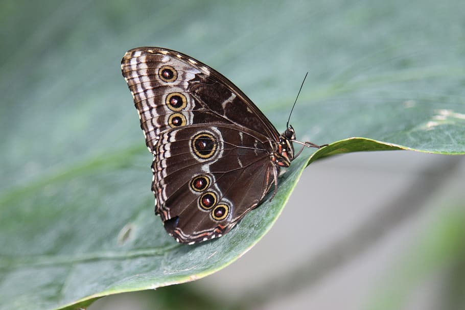 selective photo of brown and black butterfly resting in green leaf HD wallpaper