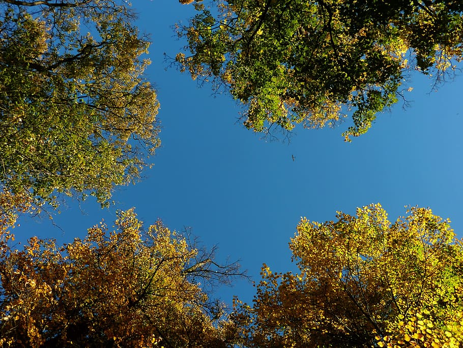 autumn, autumn leaf, leaves, fall color, emerge, autumn colours HD wallpaper