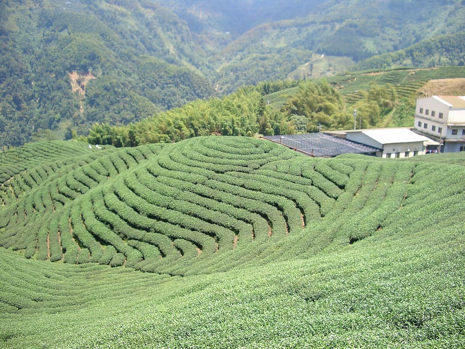 tea garden, tea cultivation, tee, land, field, agriculture HD wallpaper