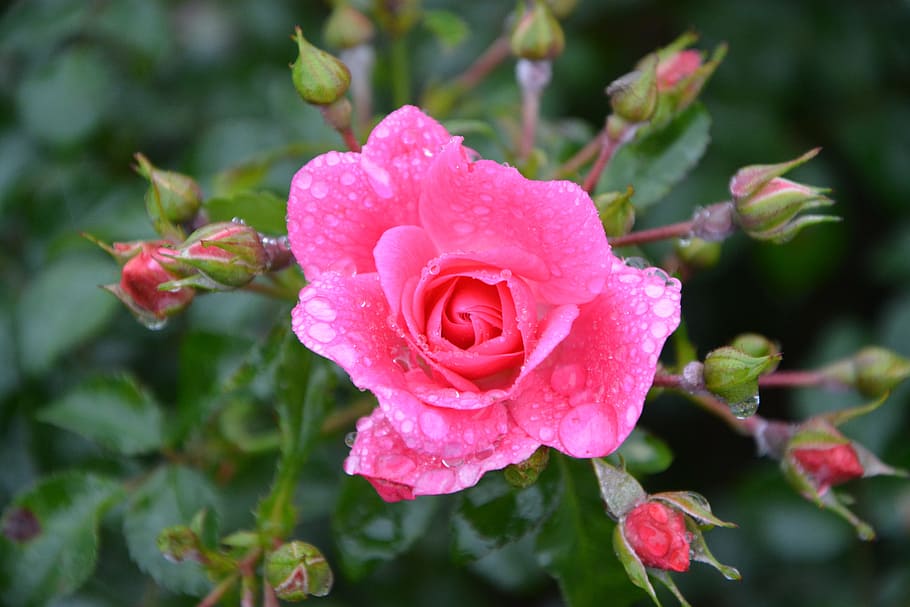 pink, rosebuds, color pink, flowers, thorn pungent, pink flowers, HD wallpaper
