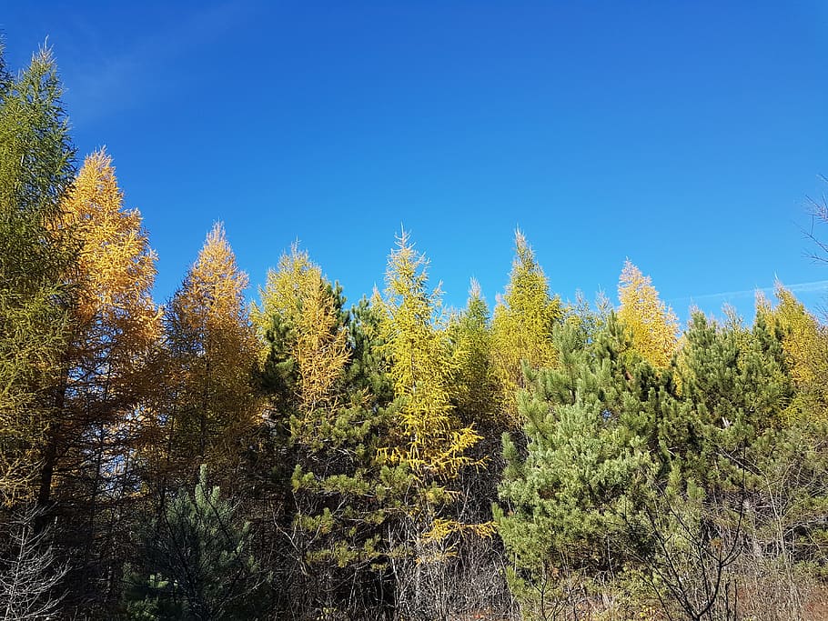 tree tops, fall, sky, autumn, plant, blue, beauty in nature HD wallpaper