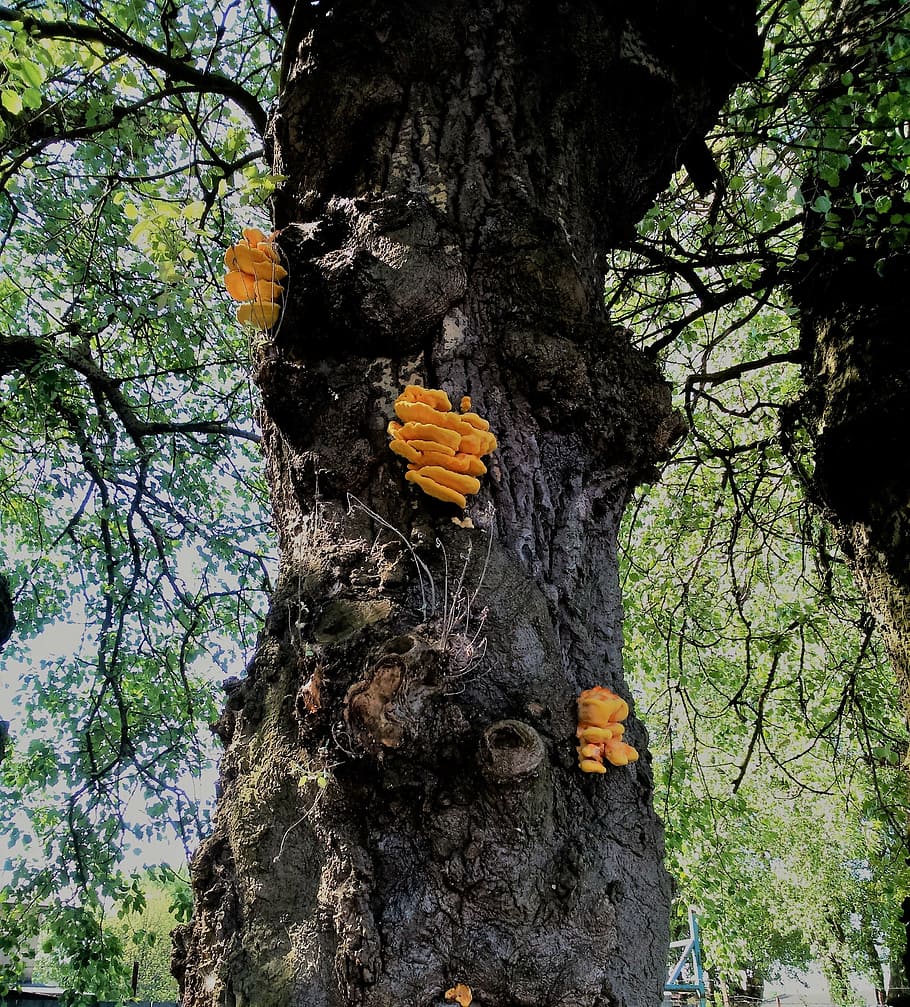 mushroom, tree, nature, spring, hub, trunk, vegetation, yellow HD wallpaper
