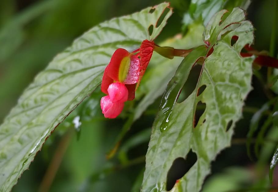 nature, leaf, flora, summer, outdoors, season, color, wild HD wallpaper