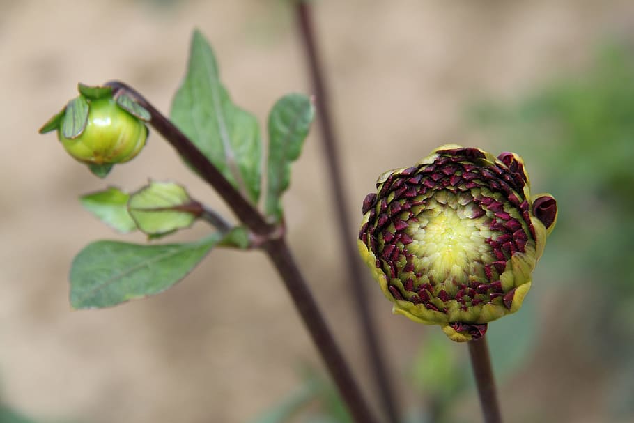 flower, plants, nature, outside, stem, bloom, blossom, macro HD wallpaper