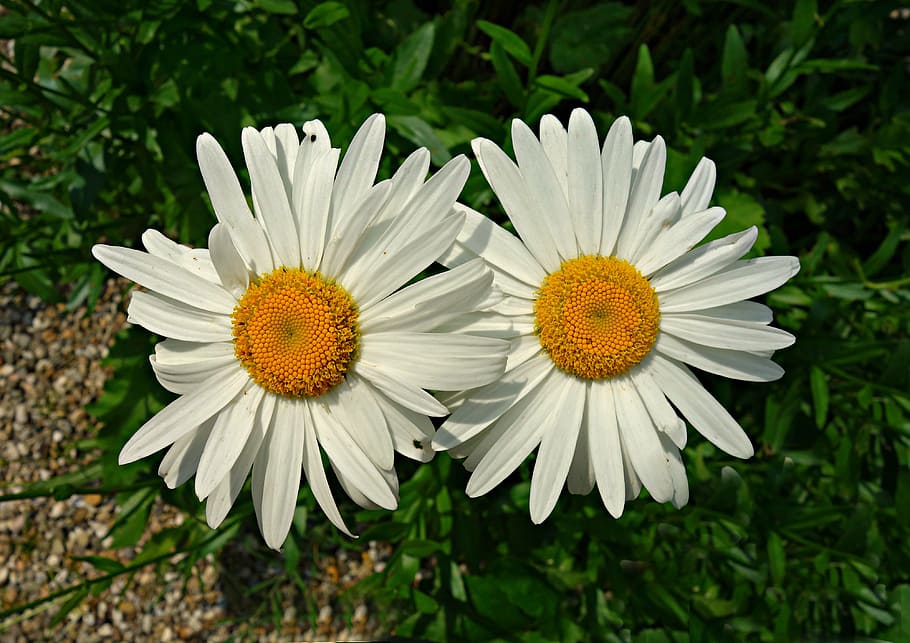 oxeye daisy, flower, blossom, blooming, plant, spring, summer, HD wallpaper