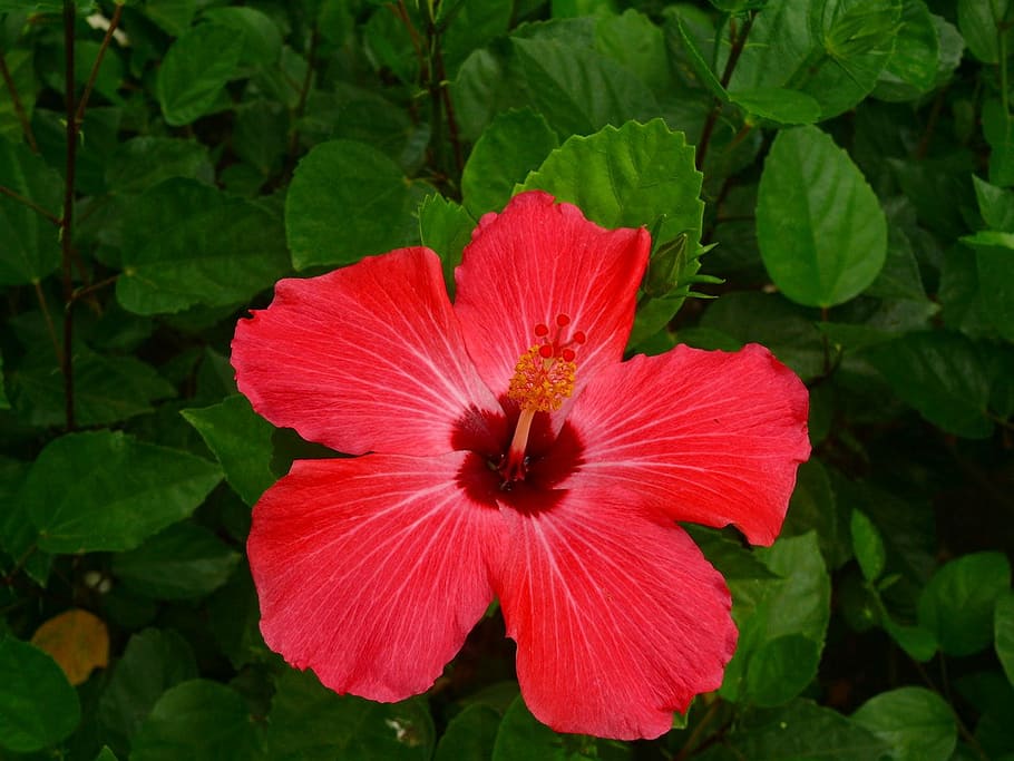 flower, flora, nature, red, blossom, bloom, exotic, flowers HD wallpaper