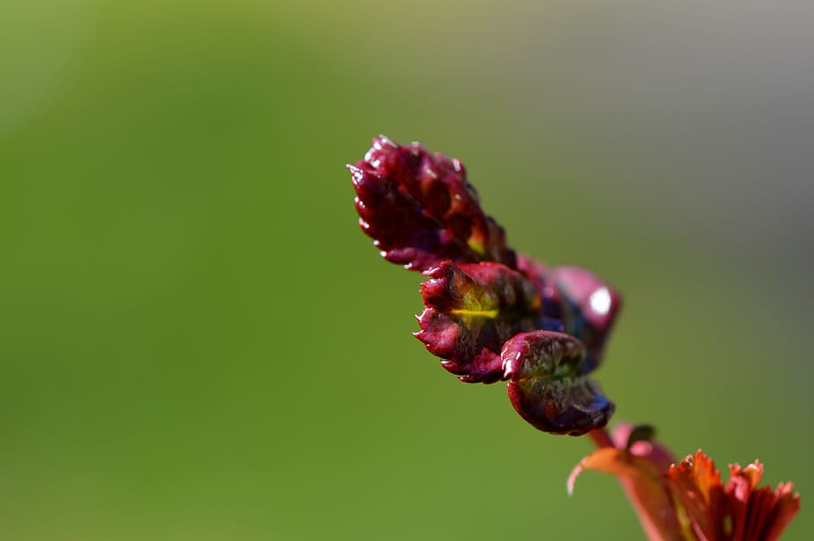 Blossom, Bloom, Nature, Plant, bud, close, spring, flower, purple HD wallpaper