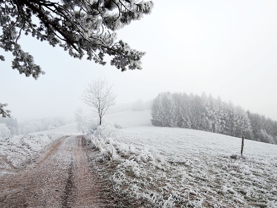 Winter, Landscape, View, Meadow, Rime, path, bush, snowy, nature HD wallpaper