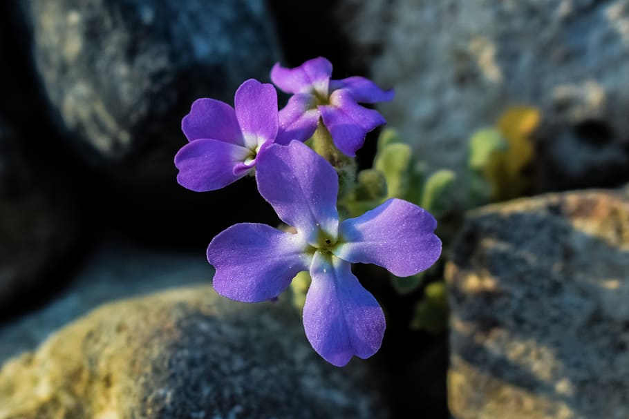 matthiola tricuspidata, wildflower, purple, nature, rock, hope, HD wallpaper