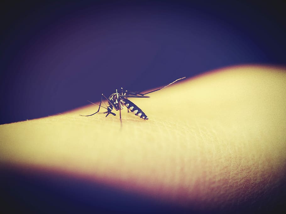 Ministry of Health concerned with rising malaria cases in the past year |  HealthCare Middle East & Africa Magazine