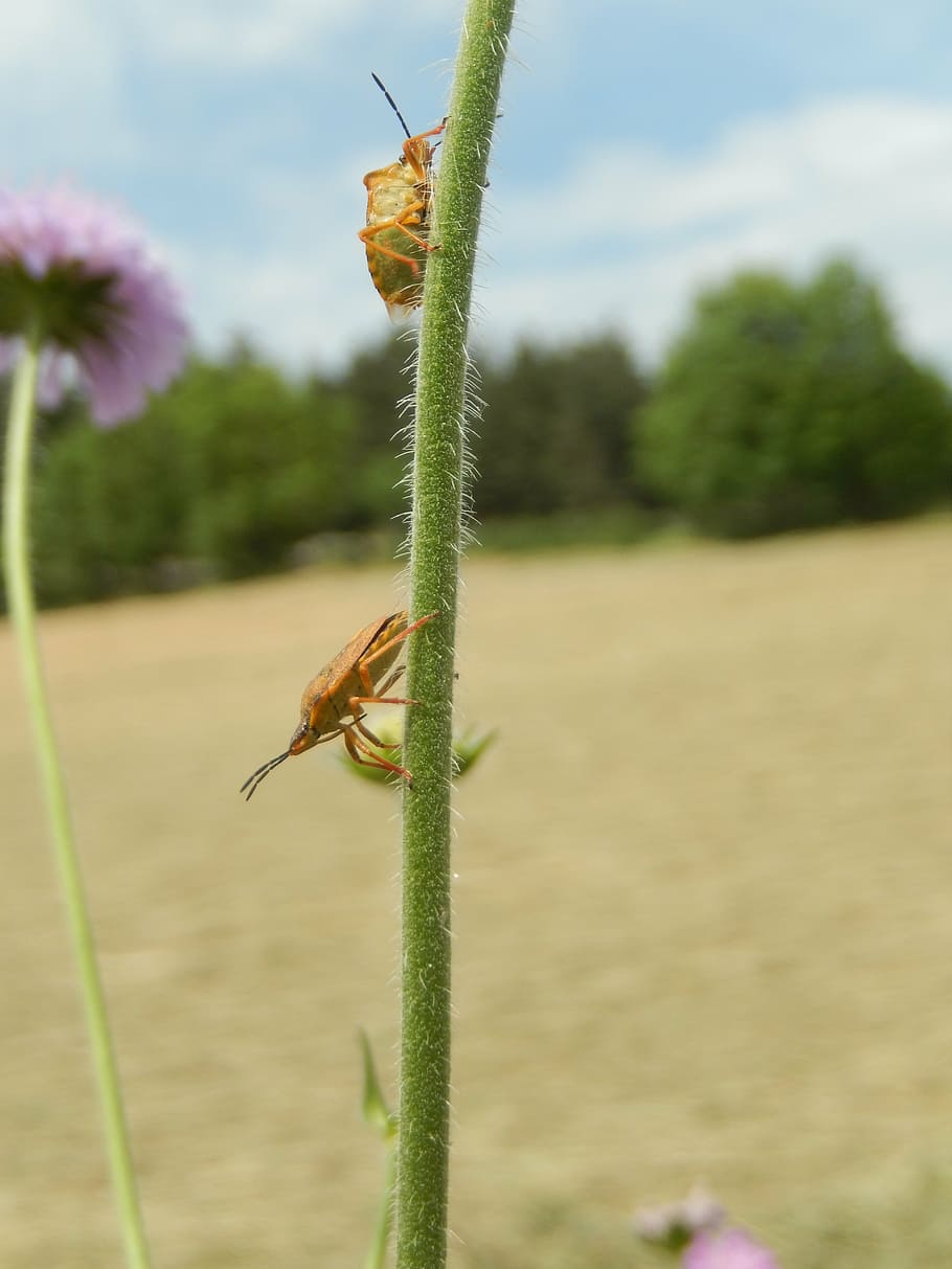 rod, insects, nature, plant, focus on foreground, invertebrate HD wallpaper