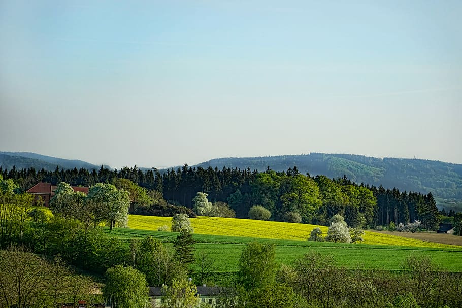green forest under blue sky during daytime, tree, nature, panorama HD wallpaper