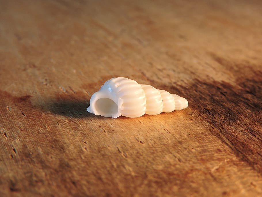 tiny, sea, shell, macro, spiral, white, seashell, table, still life HD wallpaper