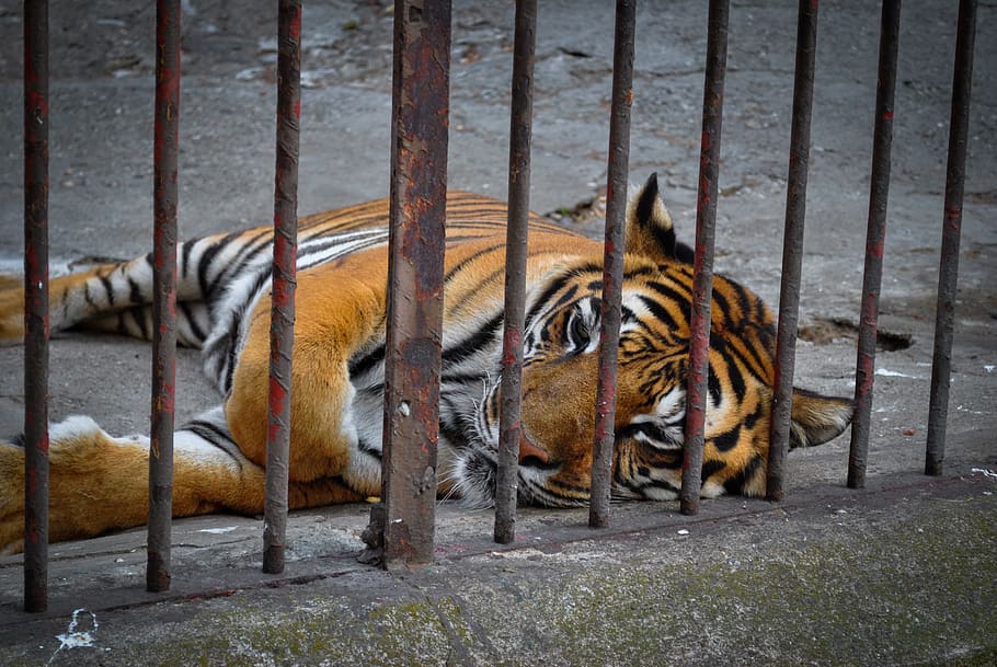 tiger, animal, predator, cat, zoo, big, wildcat, tigris, animal themes HD wallpaper