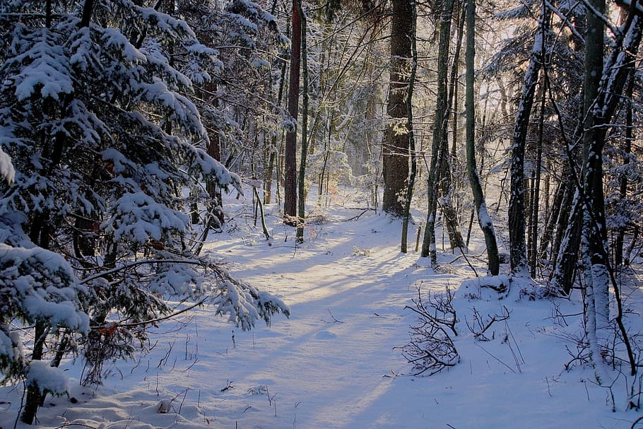 winter, snow, view, forest, tree, landscape, nature, white HD wallpaper
