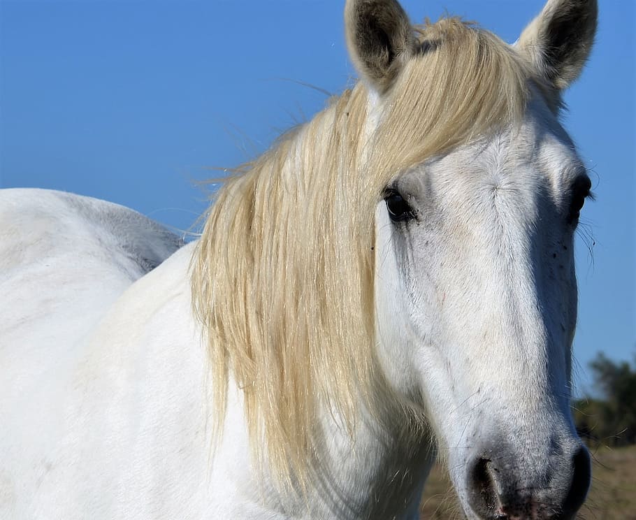 Animals, Horses, mane, stallion, nature, outdoors, mammal, animal Head HD wallpaper