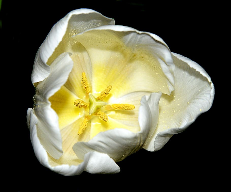 tulip, white, blossom, bloom, black background, yellow, lemon HD wallpaper