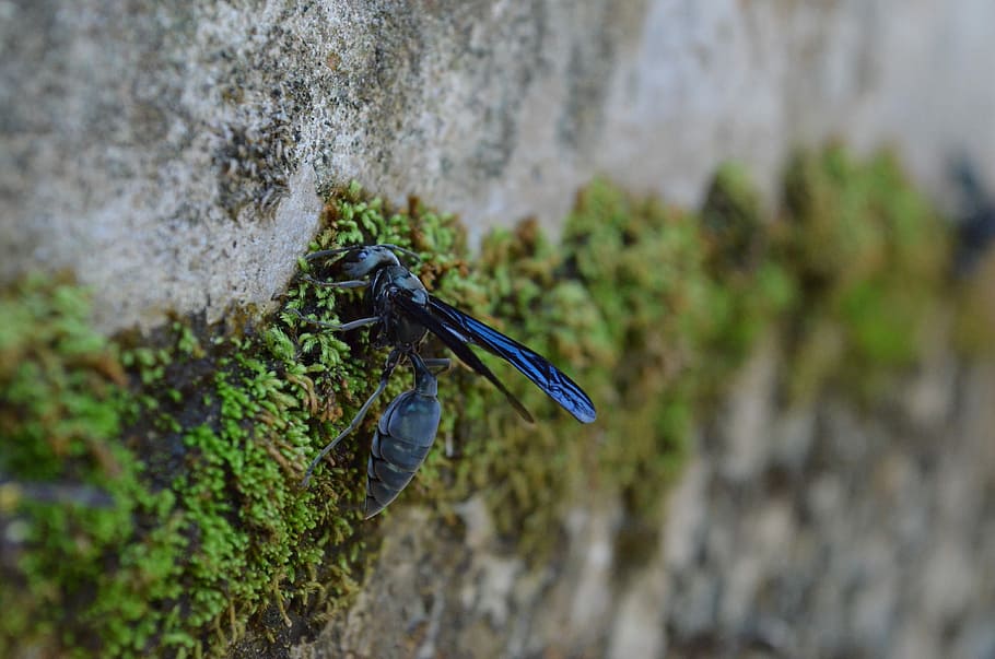 Bee, Wasp, Animal, Wings, Eyes, Insect, nature, wildlife, close-up HD wallpaper